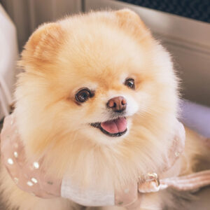 Honden