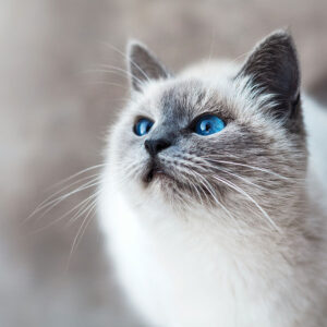 Katten